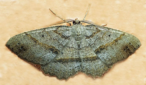 #718 Dapa, Valle Del Cauca
2100m Moth Week 2021