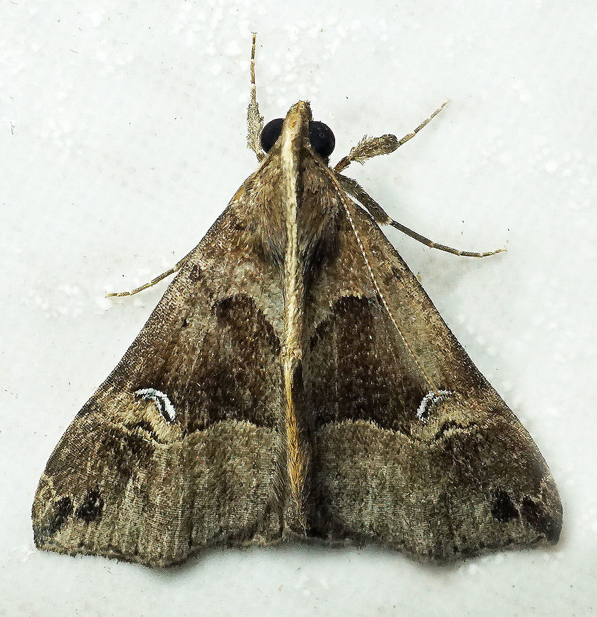 #837 Dapa, Valle Del Cauca<br />
2100m Moth Week 2021