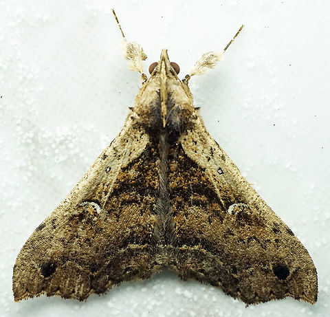#720 Dapa, Valle Del Cauca
2100m Moth Week 2021