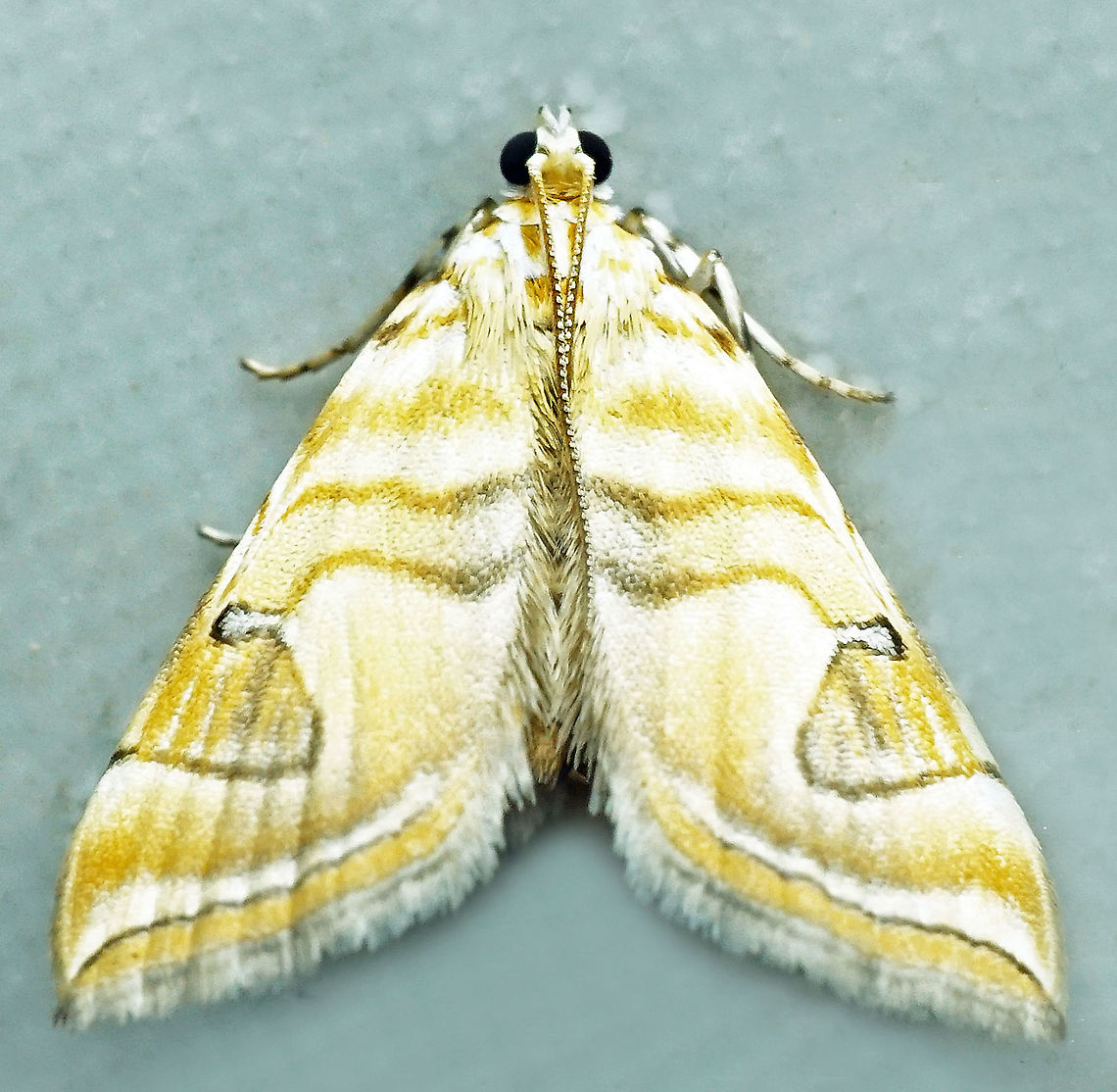 Neurophyseta completalis Dapa, Valle Del Cauca<br />
2100m Moth Week 2021,Neurophyseta completalis