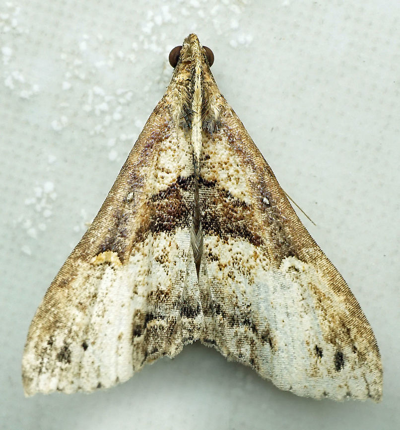 Moth  Moth Week 2021