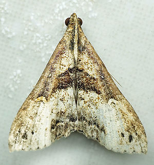 Moth  Moth Week 2021