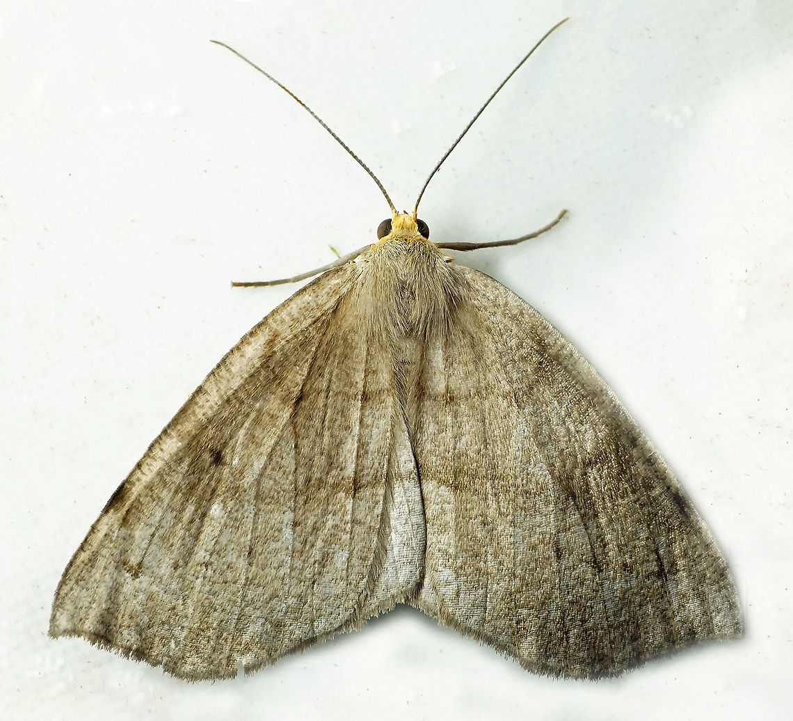 Lambdina sp. Dapa, Valle Del Cauca<br />
2100m Moth Week 2021