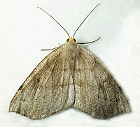 Lambdina sp. Dapa, Valle Del Cauca<br />
2100m Moth Week 2021