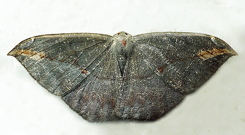 Oxydia sp. Dapa, Valle Del Cauca
2100m Moth Week 2021