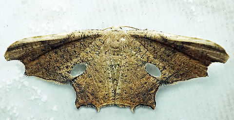#726 Dapa, Valle Del Cauca
2100m Moth Week 2021