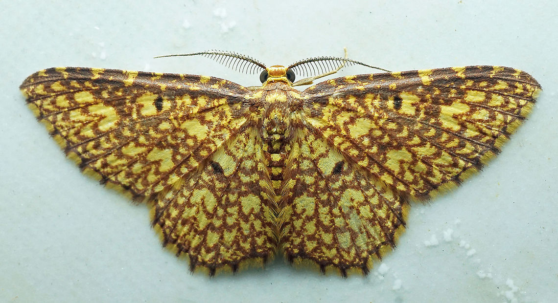 Eois cancellata Dapa, Valle Del Cauca<br />
2100m Eois cancellata,Moth Week 2021
