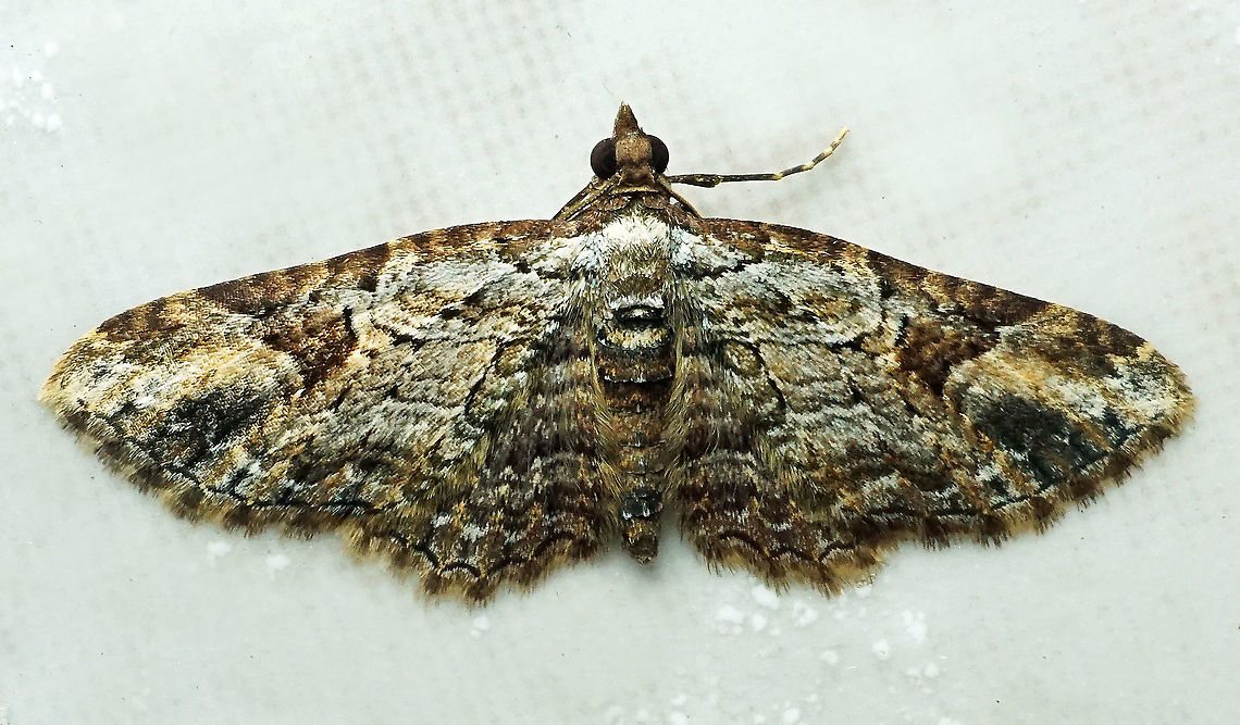 #727 Dapa, Valle Del Cauca<br />
2100m Moth Week 2021