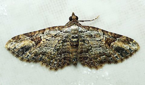#727 Dapa, Valle Del Cauca
2100m Moth Week 2021