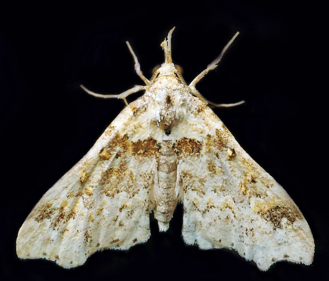 #728 Dapa, Valle Del Cauca<br />
2100m Moth Week 2021