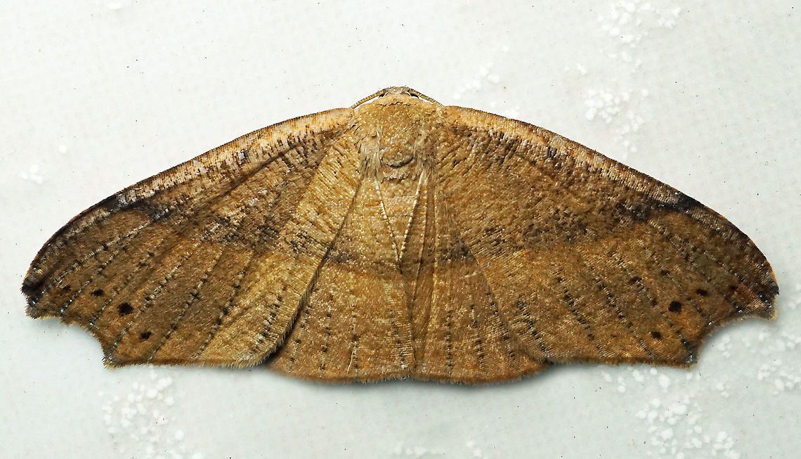 #729 Dapa, Valle Del Cauca<br />
2100m Moth Week 2021