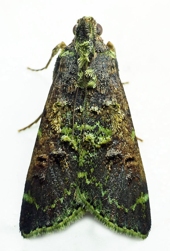 #730 Dapa, Valle Del Cauca<br />
2100m Moth Week 2021