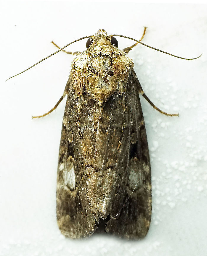 #731 Dapa, Valle Del Cauca<br />
2100m Moth Week 2021