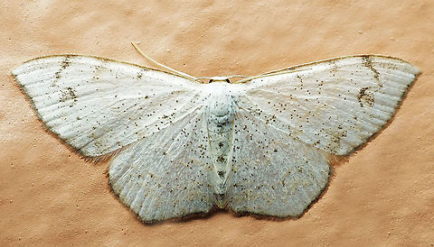 #732 Dapa, Valle Del Cauca
2100m Moth Week 2021