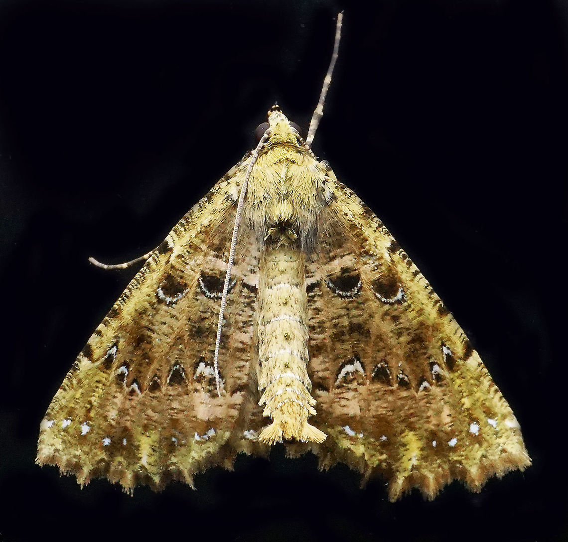 #733 Dapa, Valle Del Cauca<br />
2100m Moth Week 2021