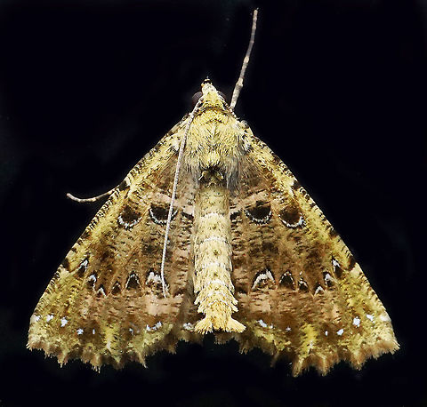#733 Dapa, Valle Del Cauca
2100m Moth Week 2021
