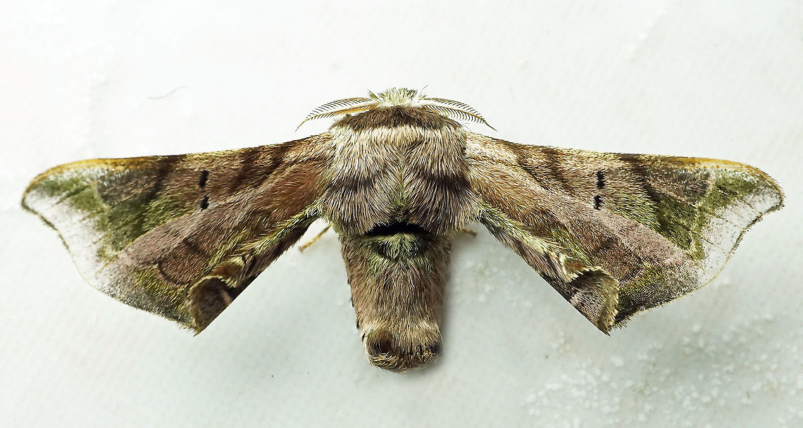 Quentalia sp. Dapa, Valle Del Cauca<br />
2100m Moth Week 2021