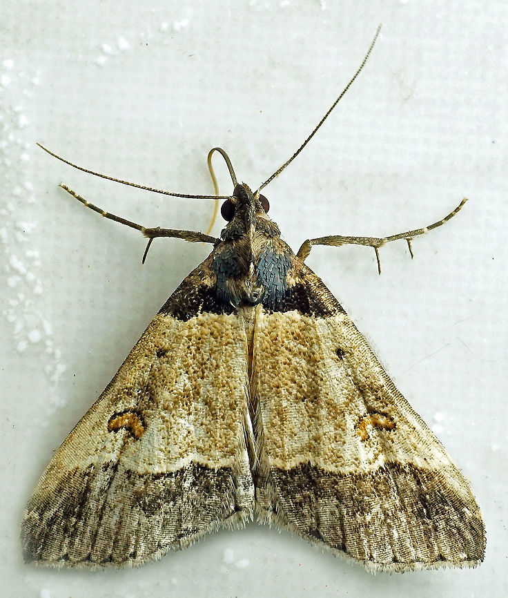 #734 Dapa, Valle Del Cauca<br />
2100m Moth Week 2021