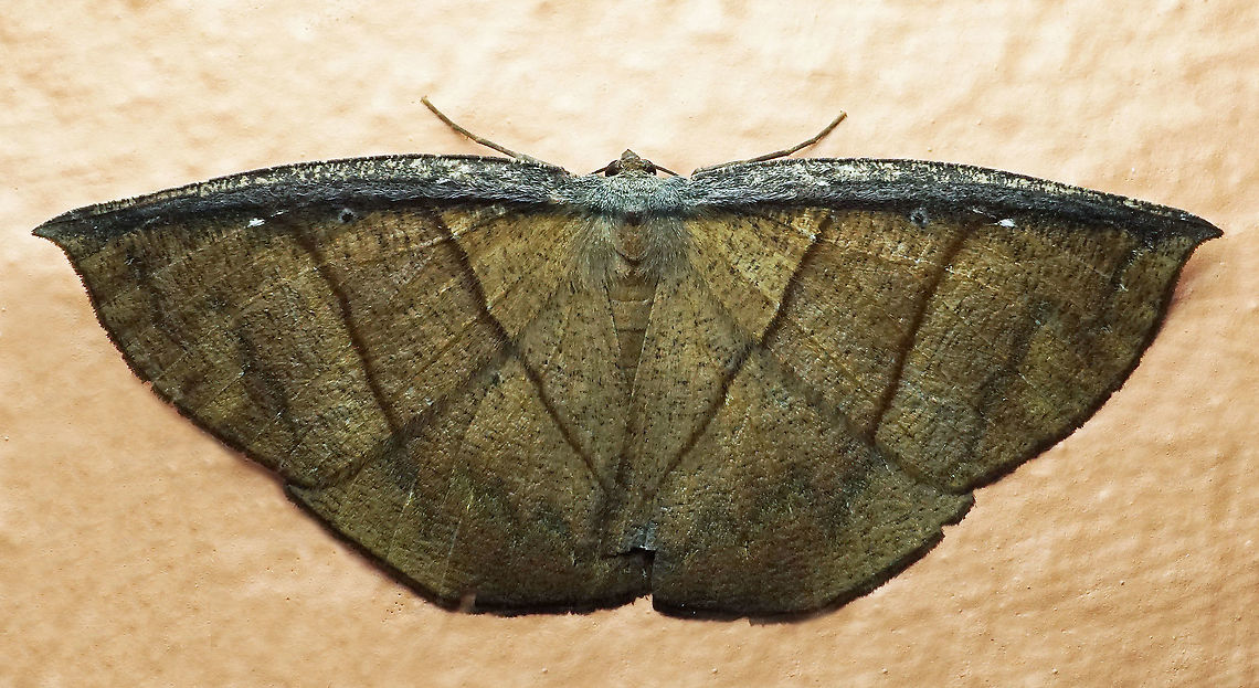 Cimicodes albicosta Dapa, Valle Del Cauca<br />
2100m<br />
 Cimicodes albicosta,Moth Week 2021