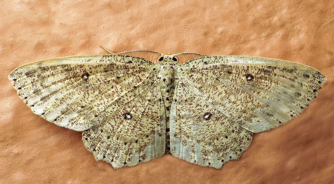 Cyclophora sp. Dapa, Valle Del Cauca<br />
2100m<br />
 Moth Week 2021