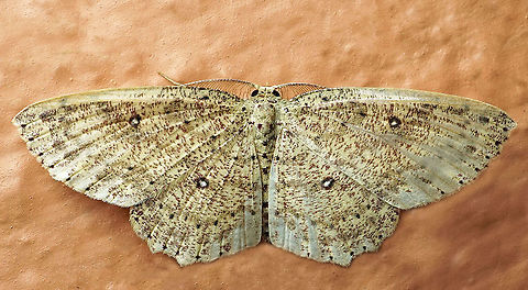 Cyclophora sp. Dapa, Valle Del Cauca
2100m
 Moth Week 2021
