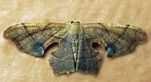 Calledapteryx dryopterata Dapa, Valle Del Cauca
2100m Brown Scoopwing,Calledapteryx dryopterata,Moth Week 2021