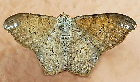 #735 Dapa, Valle Del Cauca,
2100m