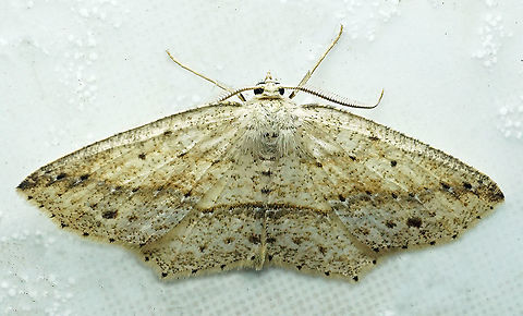 #736 Dapa, Valle Del Cauca,
2100m