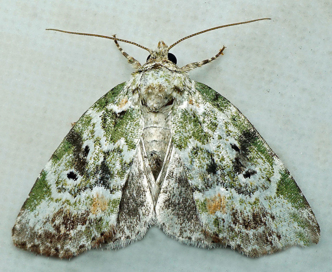 #737 Dapa, Valle Del Cauca,<br />
2100m