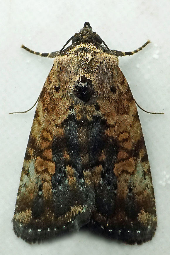 Elaphria sp. Dapa, Valle Del Cauca,<br />
2100m