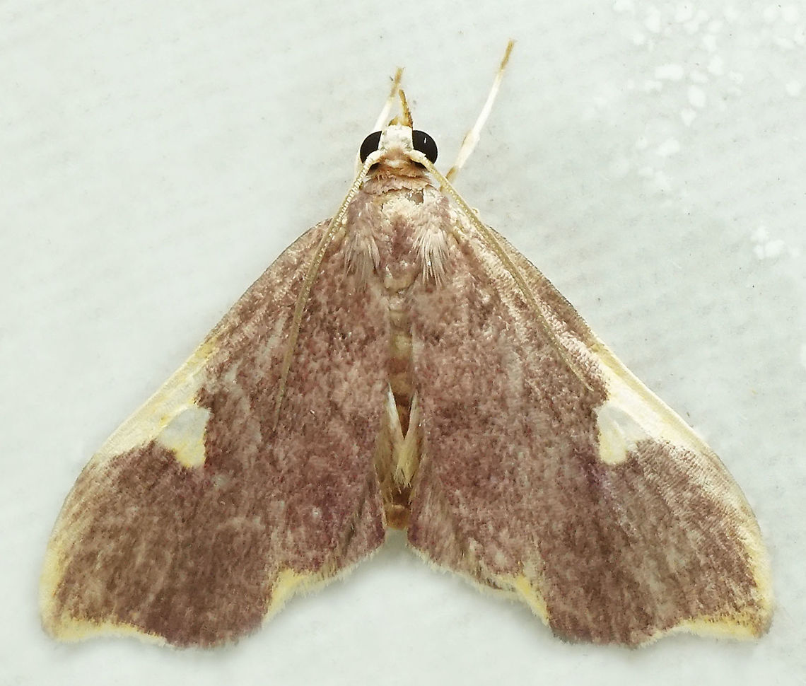 Deuterophysa sp. Dapa, Valle Del Cauca,<br />
2100m
