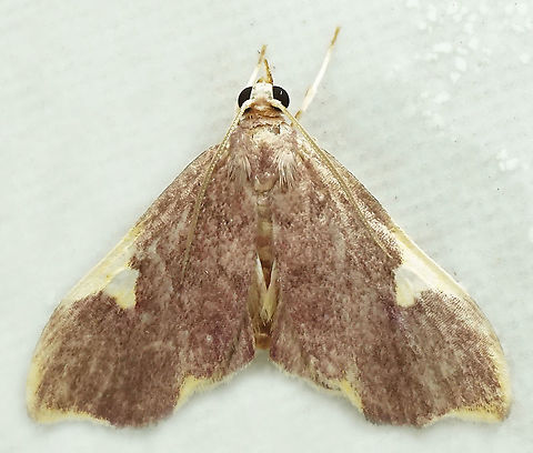 Deuterophysa sp. Dapa, Valle Del Cauca,
2100m