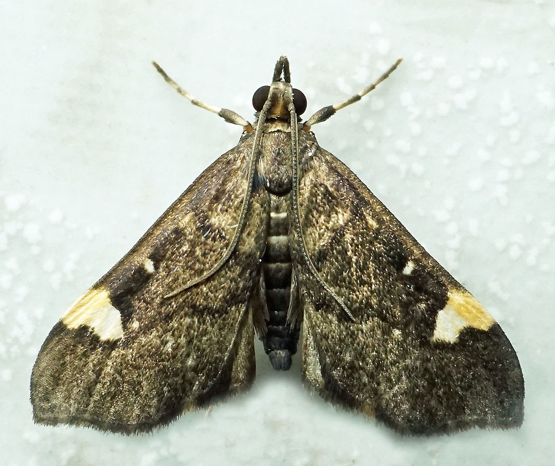 Deuterophysa sp. Dapa, Valle Del Cauca,<br />
2100m
