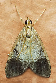 #741 Dapa, Valle Del Cauca,
2100m