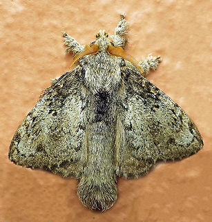 Euglyphis sp. Dapa, Valle Del Cauca,
2100m