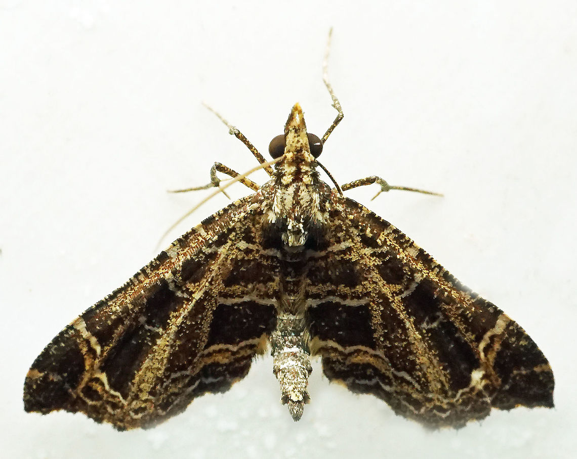 #743 Dapa, Valle Del Cauca,<br />
2100m