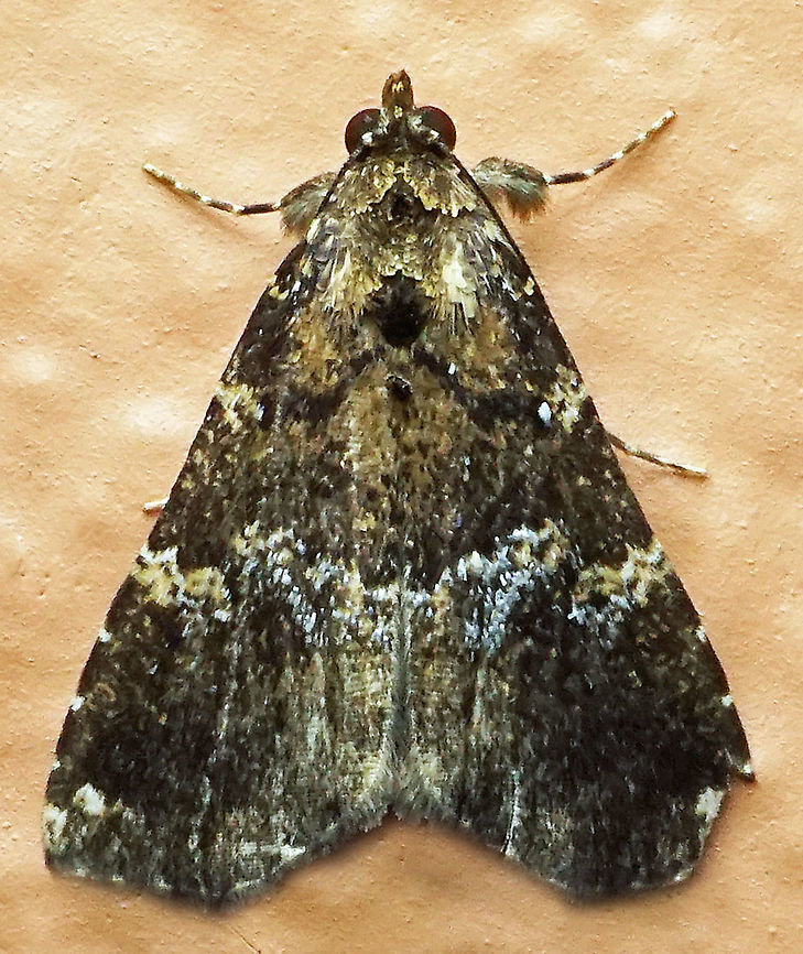 #744 Dapa, Valle Del Cauca,<br />
2100m