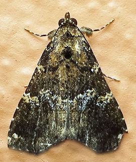 #744 Dapa, Valle Del Cauca,
2100m