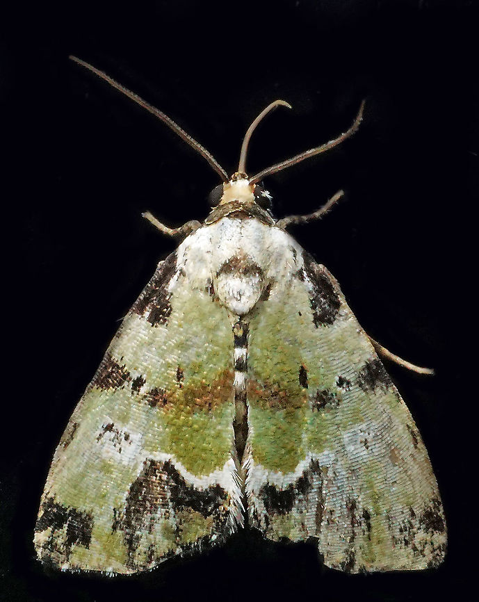 #745 Dapa, Valle Del Cauca,<br />
2100m