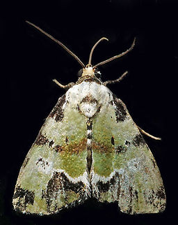 #745 Dapa, Valle Del Cauca,
2100m