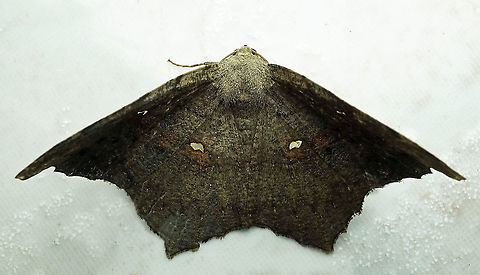 #746 Dapa, Valle Del Cauca,
2100m