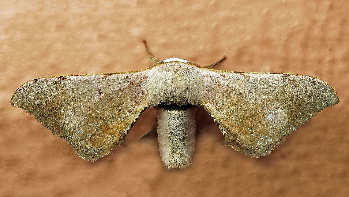 Anticla sp. Dapa, Valle Del Cauca,<br />
2100m