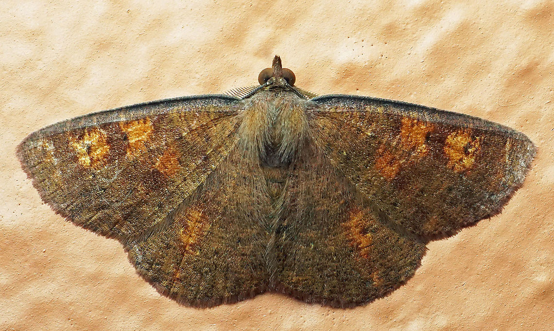 #747 Dapa, Valle Del Cauca<br />
2100m