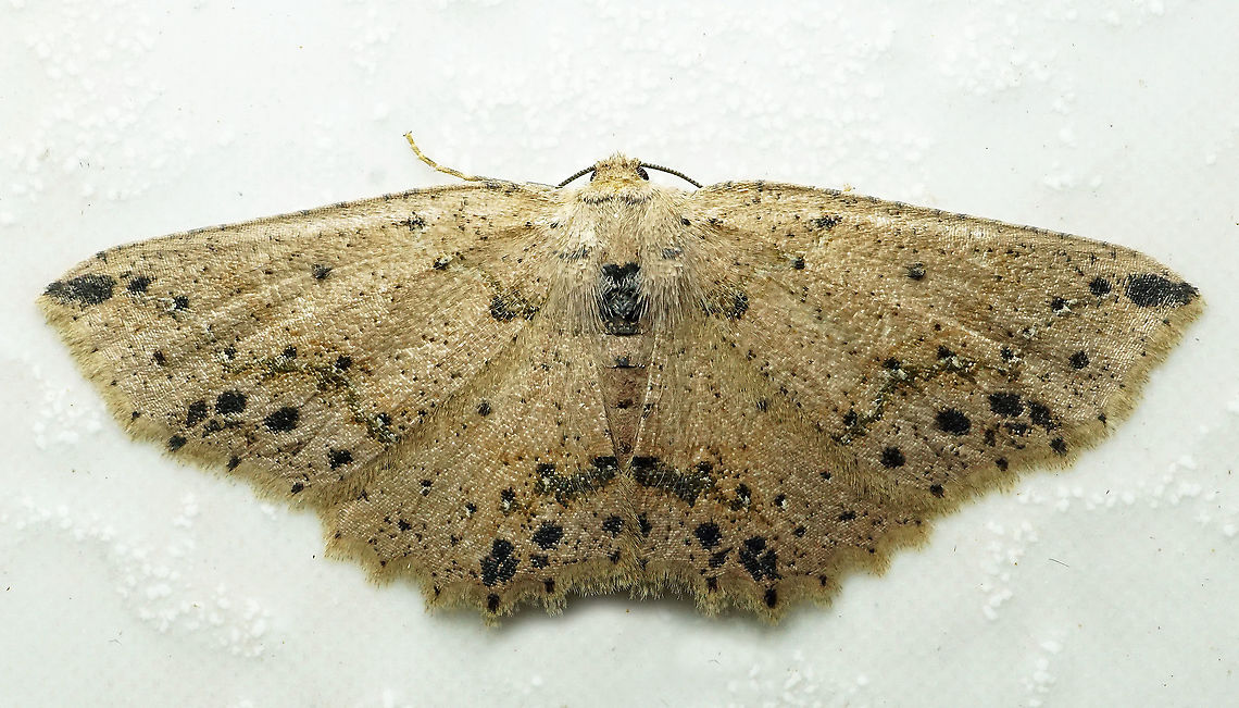 Isochromodes bellona Dapa, Valle Del Cauca<br />
2100m Isochromodes bellona,Isochromodes granula
