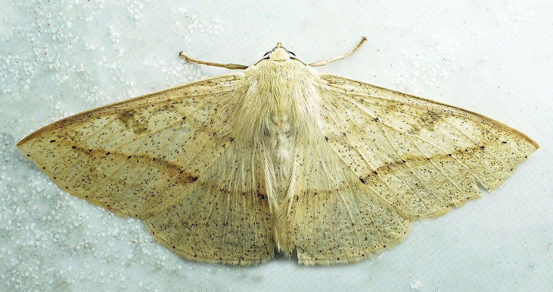 Cirsodes acuminata Dapa, Valle Del Cauca<br />
2100m Cirsodes acuminata