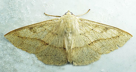 Cirsodes acuminata Dapa, Valle Del Cauca
2100m Cirsodes acuminata