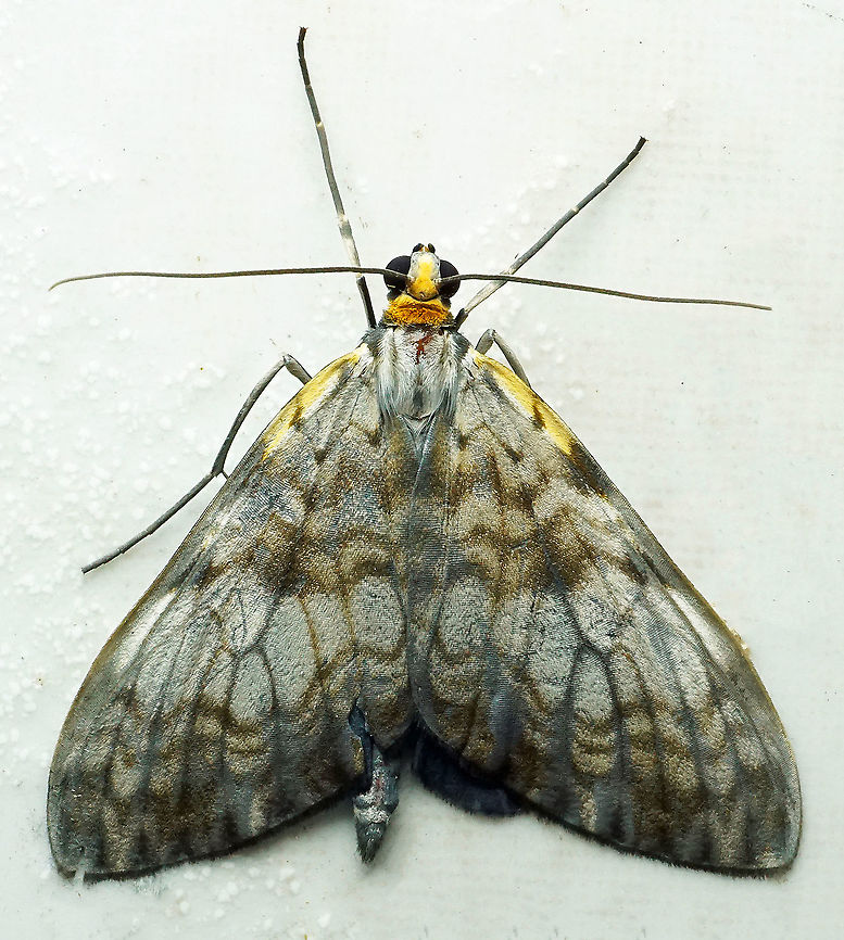 Graphidipus sp. Dapa, Valle Del Cauca<br />
2100m