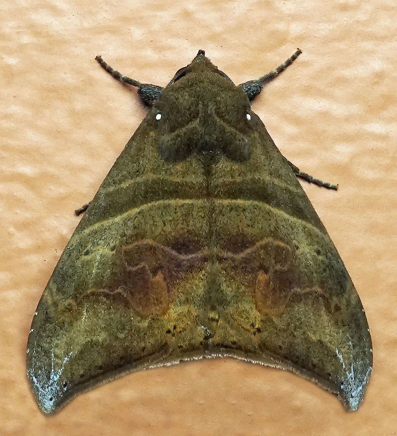 Ophisma basigutta Dapa, Valle Del Cauca<br />
2100m Ophisma basigutta