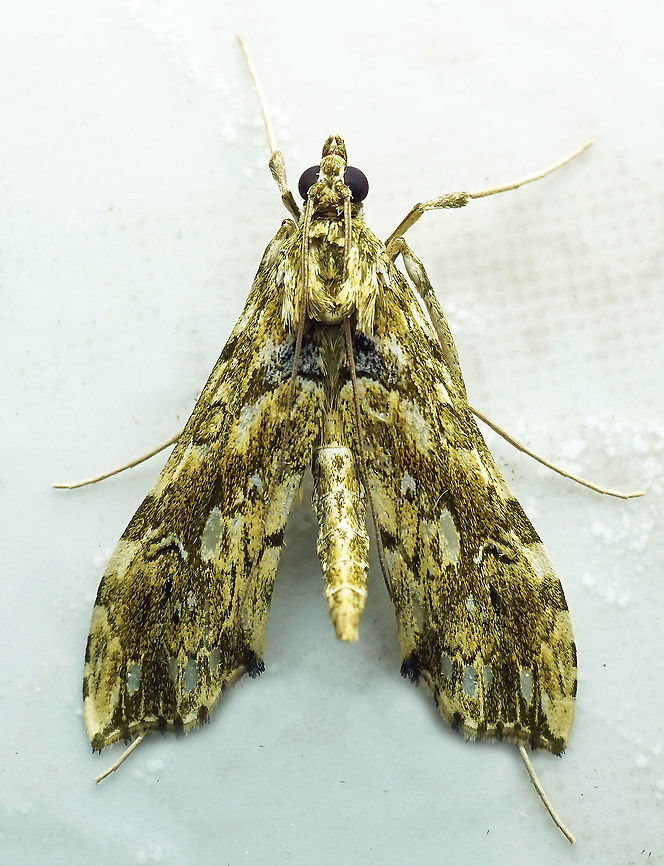 Rhectosemia multifarialis Dapa, Valle Del Cauca<br />
2100m Rhectosemia multifarialis