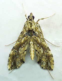 Rhectosemia multifarialis Dapa, Valle Del Cauca
2100m Rhectosemia multifarialis